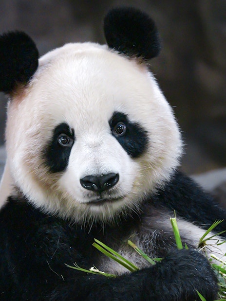 Panda eating bamboo at Schönbrunn Zoo, Vienna.