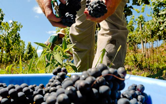 Harvesting grapes in a vineyard, part of a winery tour from Rio de Janeiro.
