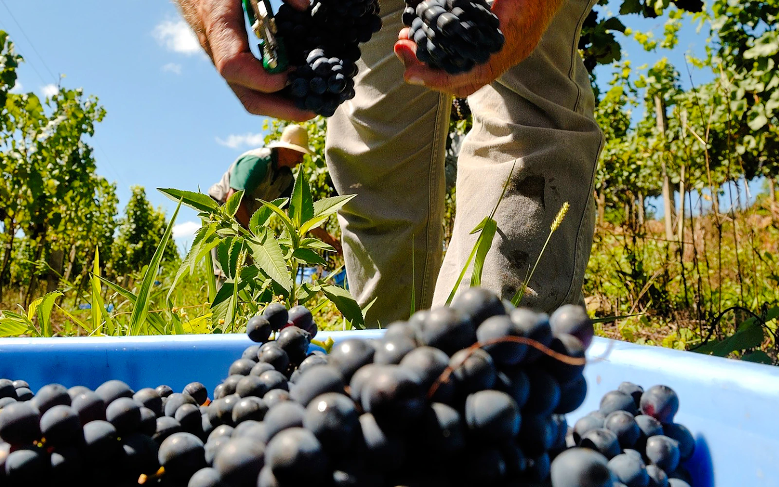 From Rio de Janeiro: Guided Mountain Vineyard Tour with Tasting and Transfers (Product 55748)