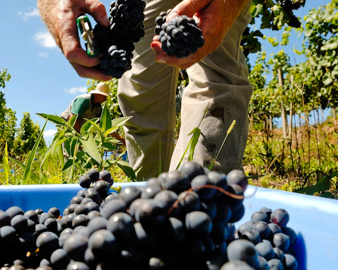 From Rio de Janeiro: Guided Mountain Vineyard Tour with Tasting and Transfers (Product 55748)