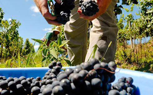 Harvesting grapes in a vineyard, part of a winery tour from Rio de Janeiro.