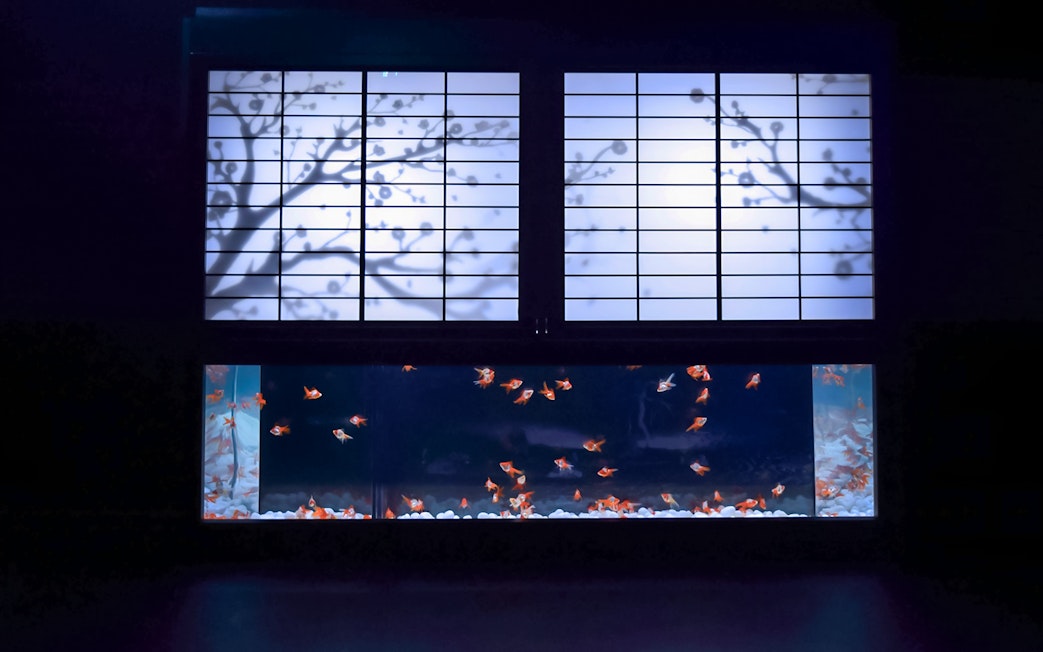 Goldfish swimming in a tank beneath a backlit Japanese screen at Art Aquarium Museum GINZA.
