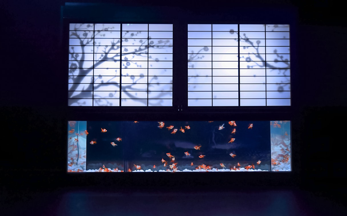 Goldfish swimming in a tank beneath a backlit Japanese screen at Art Aquarium Museum GINZA.