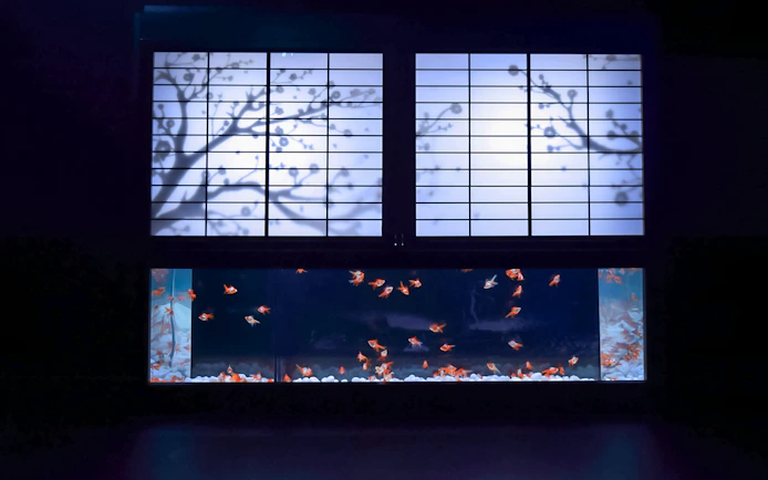 Goldfish swimming in a tank beneath a backlit Japanese screen at Art Aquarium Museum GINZA.