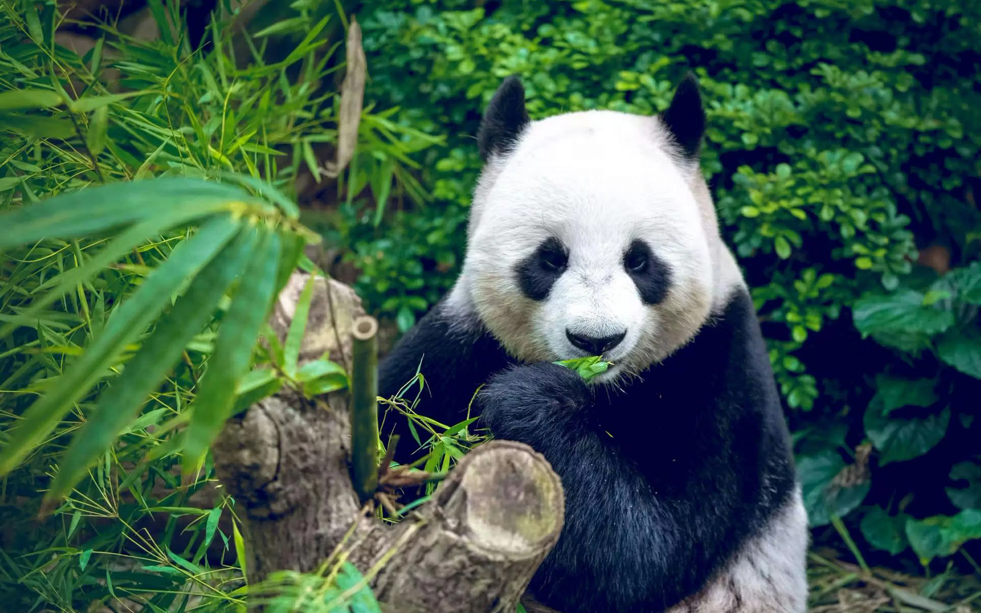 Giant panda eating bamboo at Chengdu Research Base of Giant Panda.