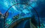 Some Aquarium Attractions Or An Instruction For Answering 30 Across 
