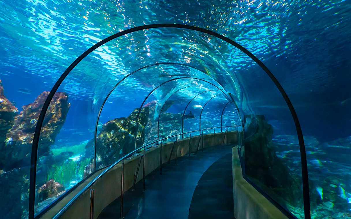 Visitors walking through underwater tunnel at Barcelona Aquarium.
