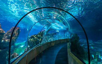 Visitors walking through underwater tunnel at Barcelona Aquarium.