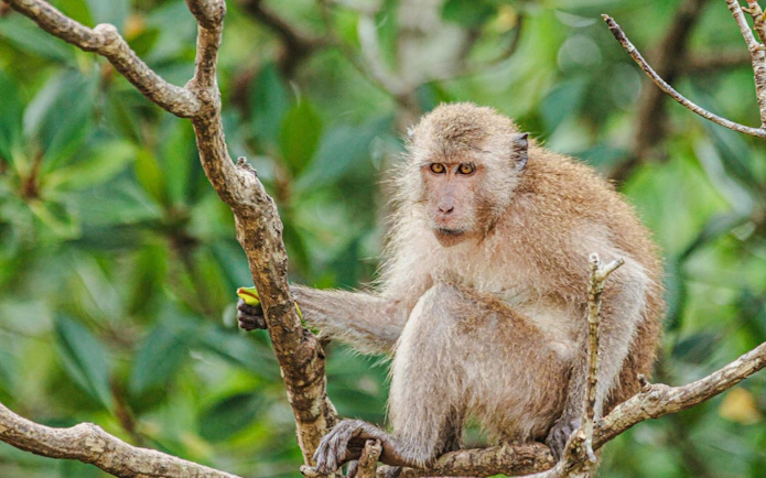 Monkey sitting on a tree branch in Phuket during Phi Phi & Bamboo Islands catamaran tour.