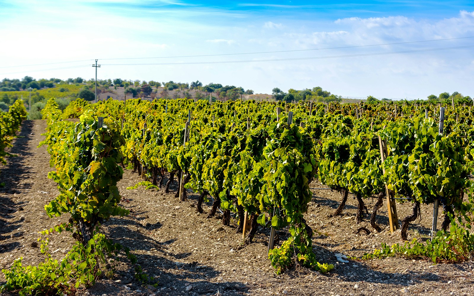 Gambino Vini vineyard with Mount Etna in the background, Sicily.