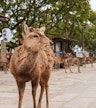 Nara Park & Todaiji Temple