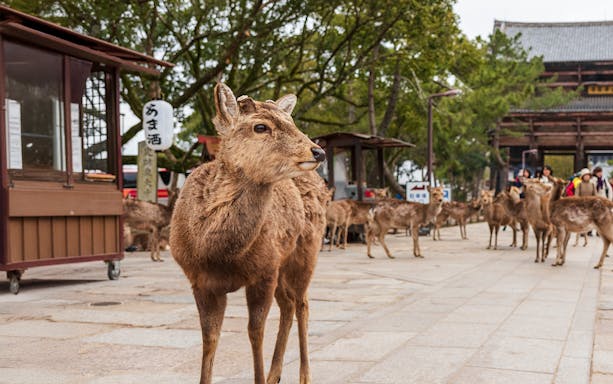 Brown deer roaming freely in Nara Park, Japan, with tourists nearby.