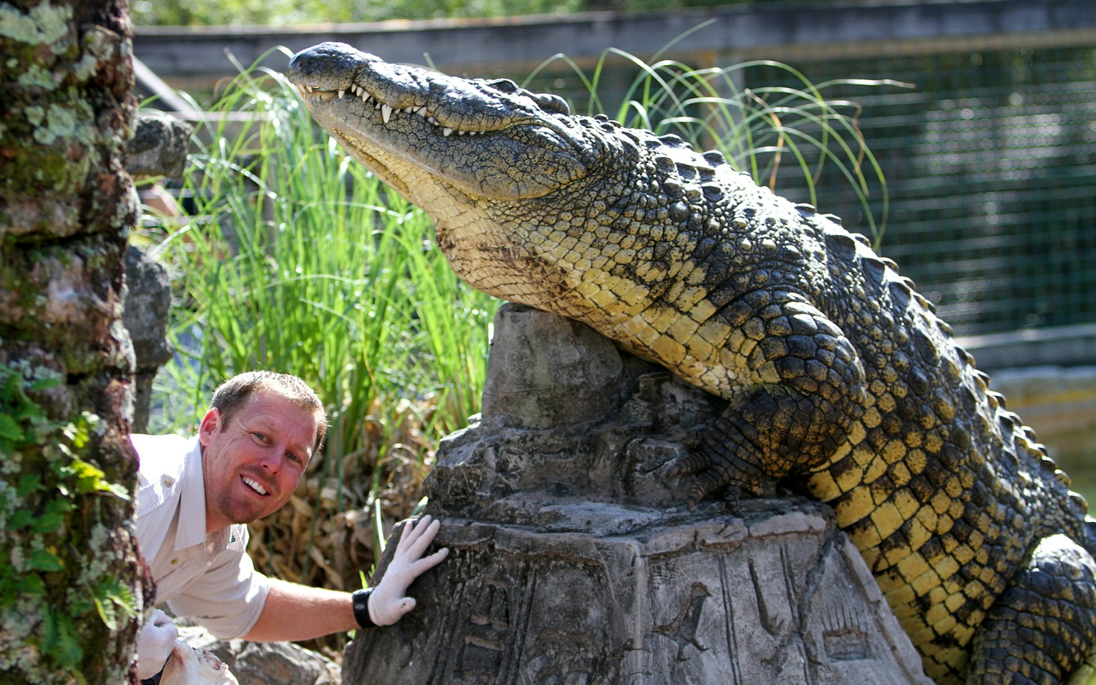 Skilled gator trainer enticing a gator