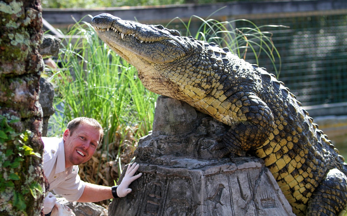 Crocodile encounter at a wildlife park in Orlando, part of the Orlando Explorer Pass.