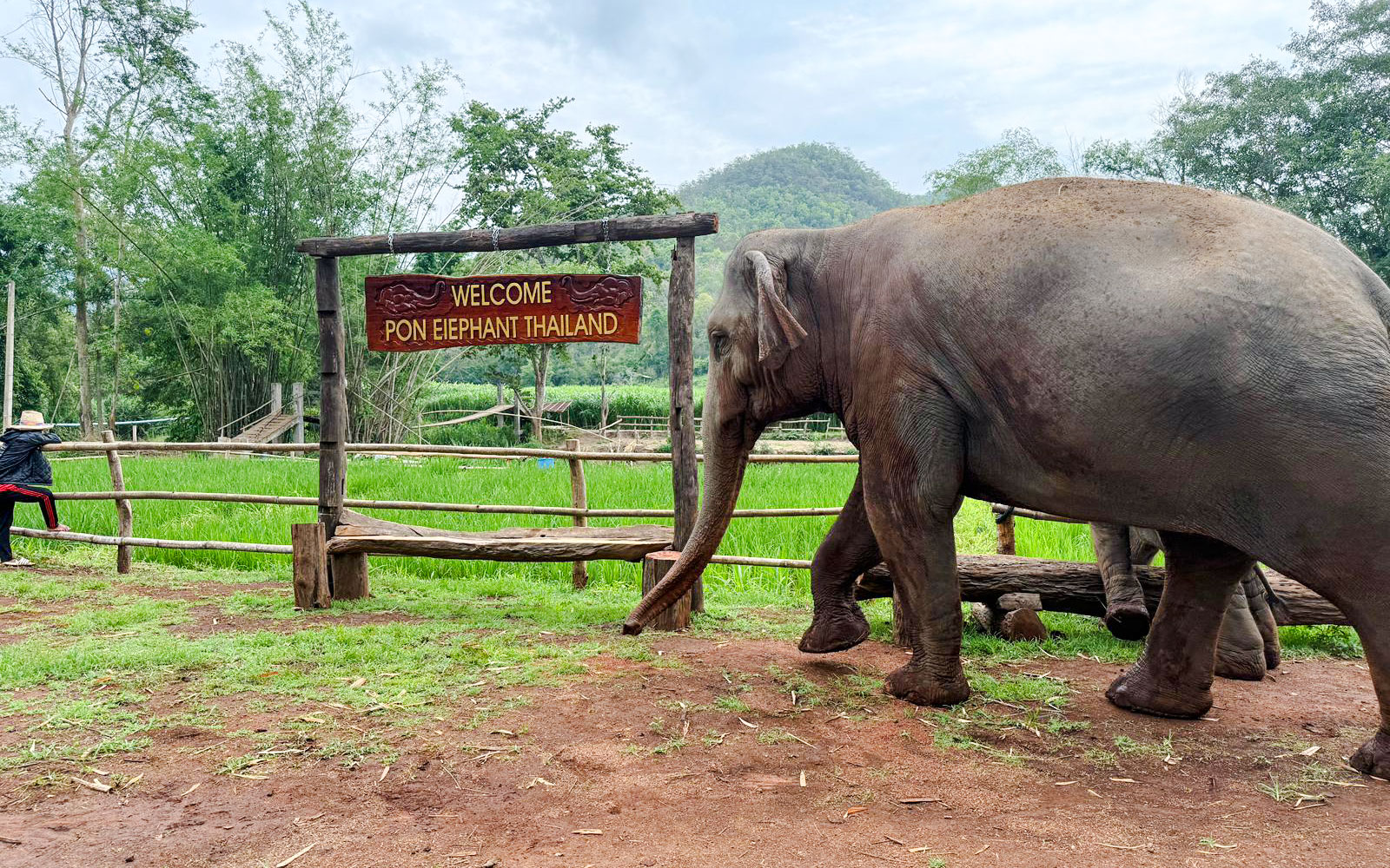 Elephant walking near welcome sign at Chiang Mai Elephant Sanctuary, Thailand.