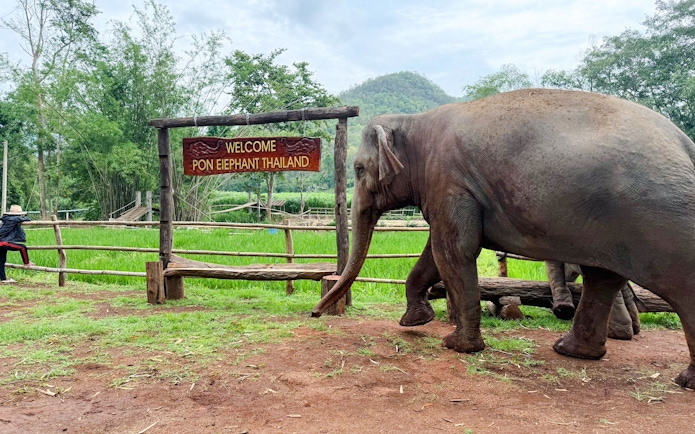 Elephant walking near welcome sign at Chiang Mai Elephant Sanctuary, Thailand.