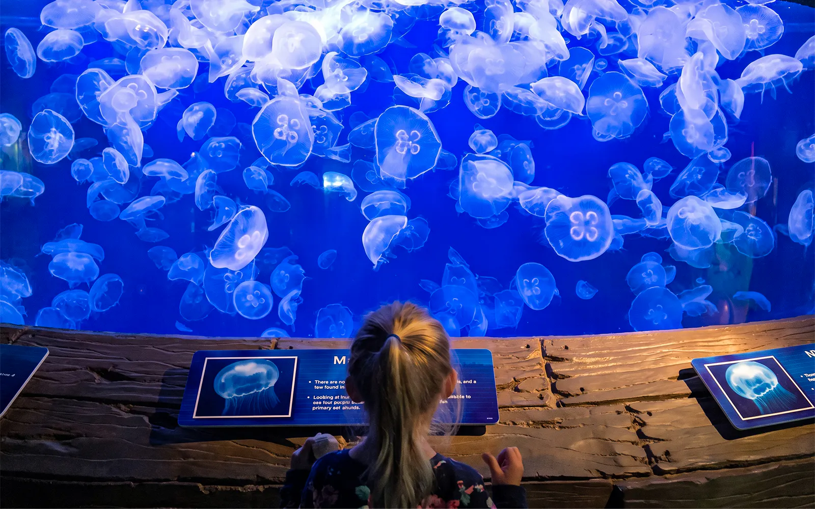 Child observing jellyfish exhibit at Downtown Aquarium Houston.