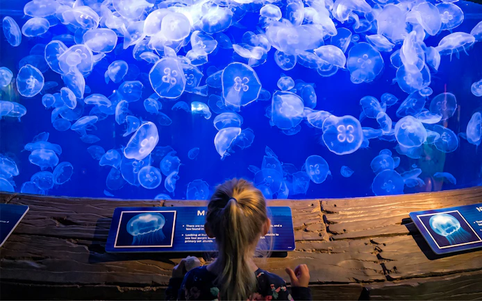 Child observing jellyfish exhibit at Downtown Aquarium Houston.