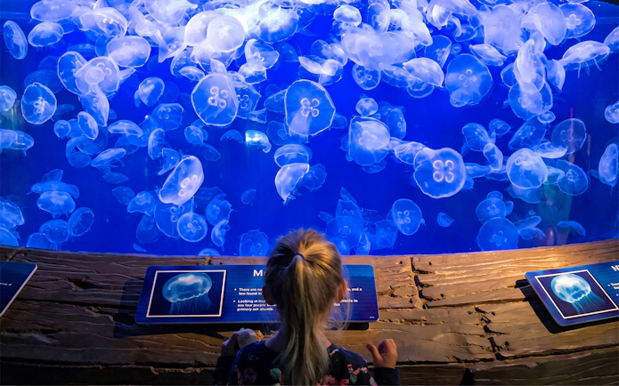 Child observing jellyfish exhibit at Downtown Aquarium Houston.