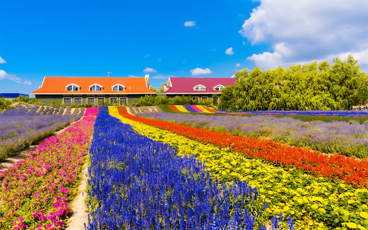 1-day guided tour of hokkaido biei blue pond & furano flower fields-7 1-day guided tour of hokkaido biei blue pond & furano flower fields-7