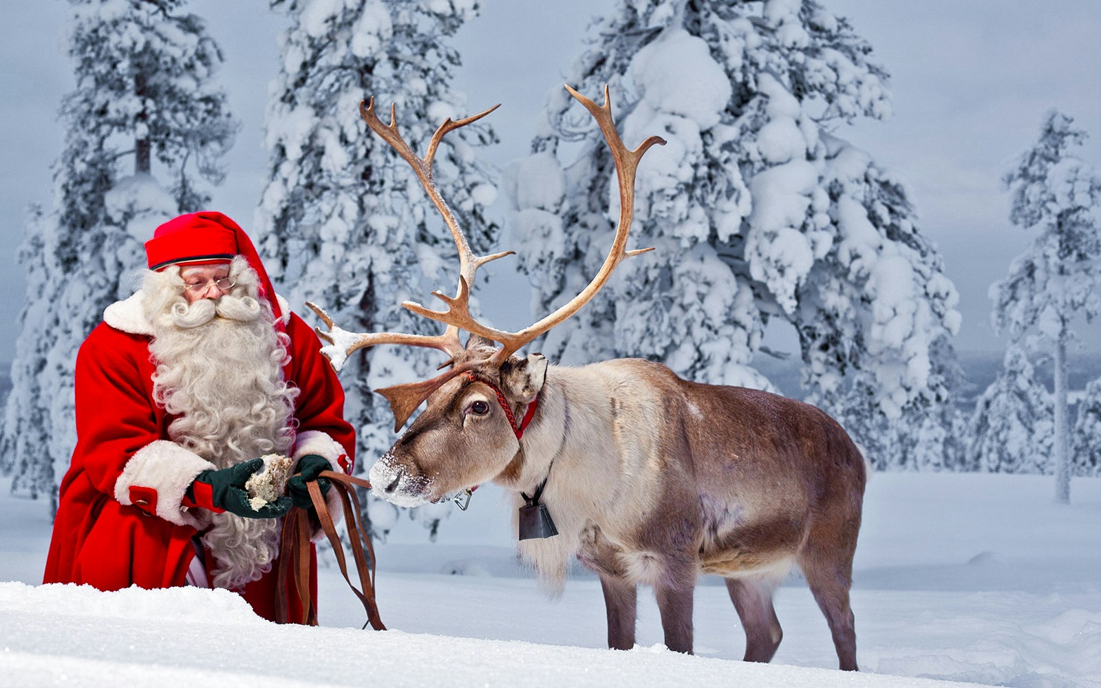 Santa with reindeer in snowy Lapland forest.