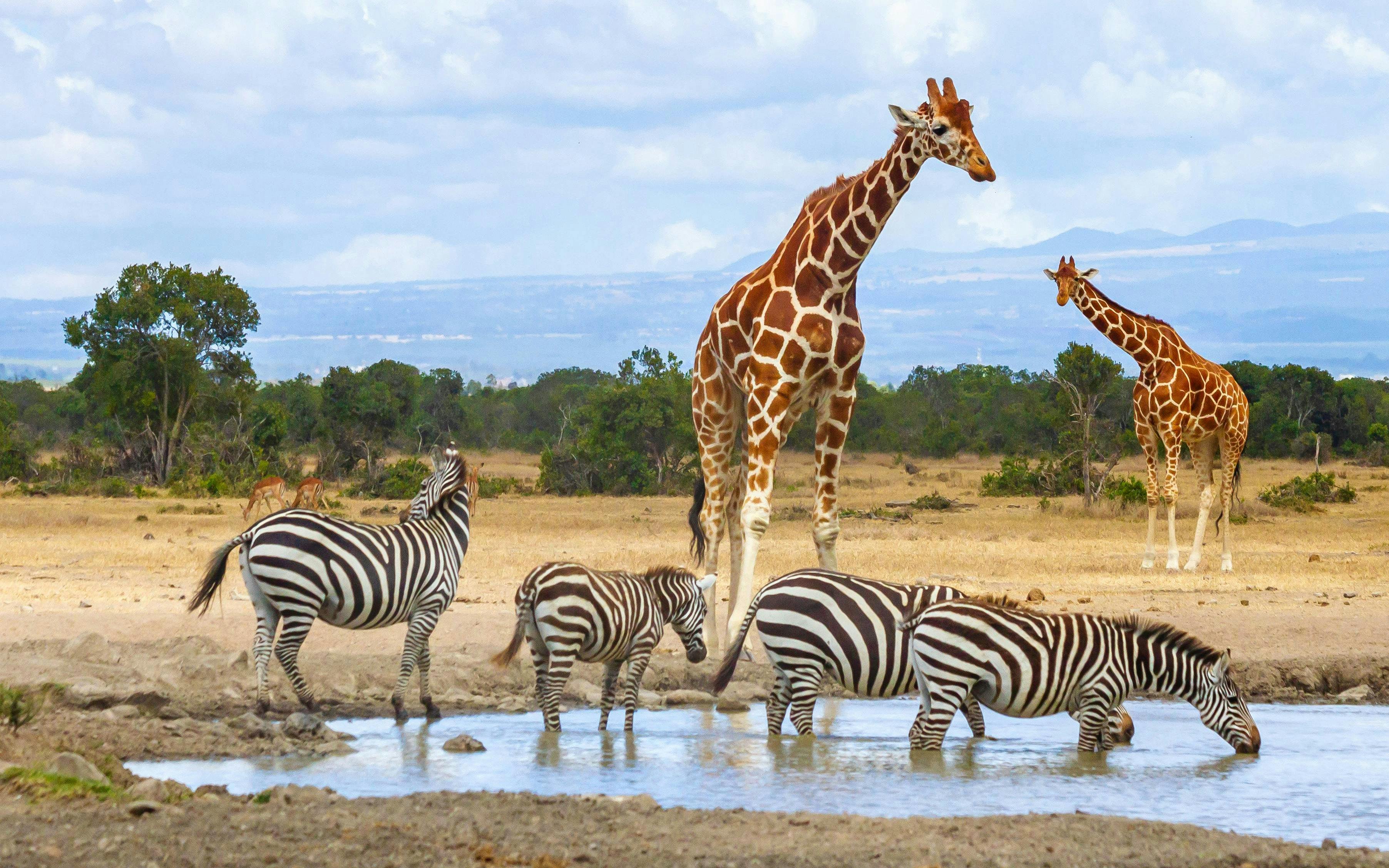 Giraffes and zebras at a waterhole in Ol Pejeta Conservancy, Nairobi, Kenya.