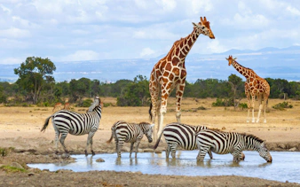 Giraffes and zebras at a waterhole in Ol Pejeta Conservancy, Nairobi, Kenya.