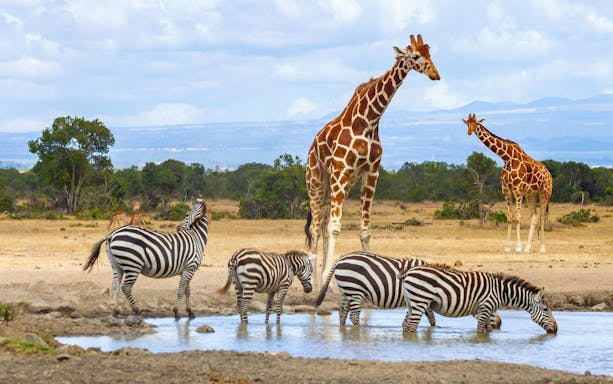 Giraffes and zebras at a waterhole in Ol Pejeta Conservancy, Nairobi, Kenya.