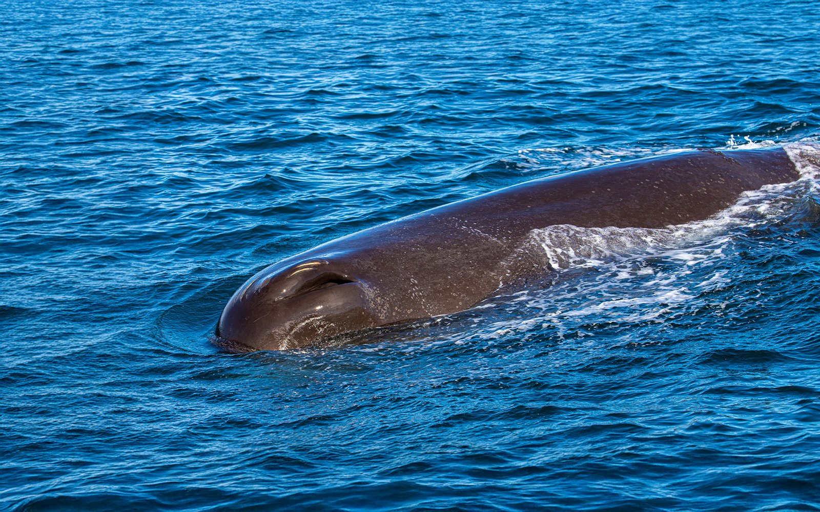 Sperm whale surfacing in Tenerife waters.