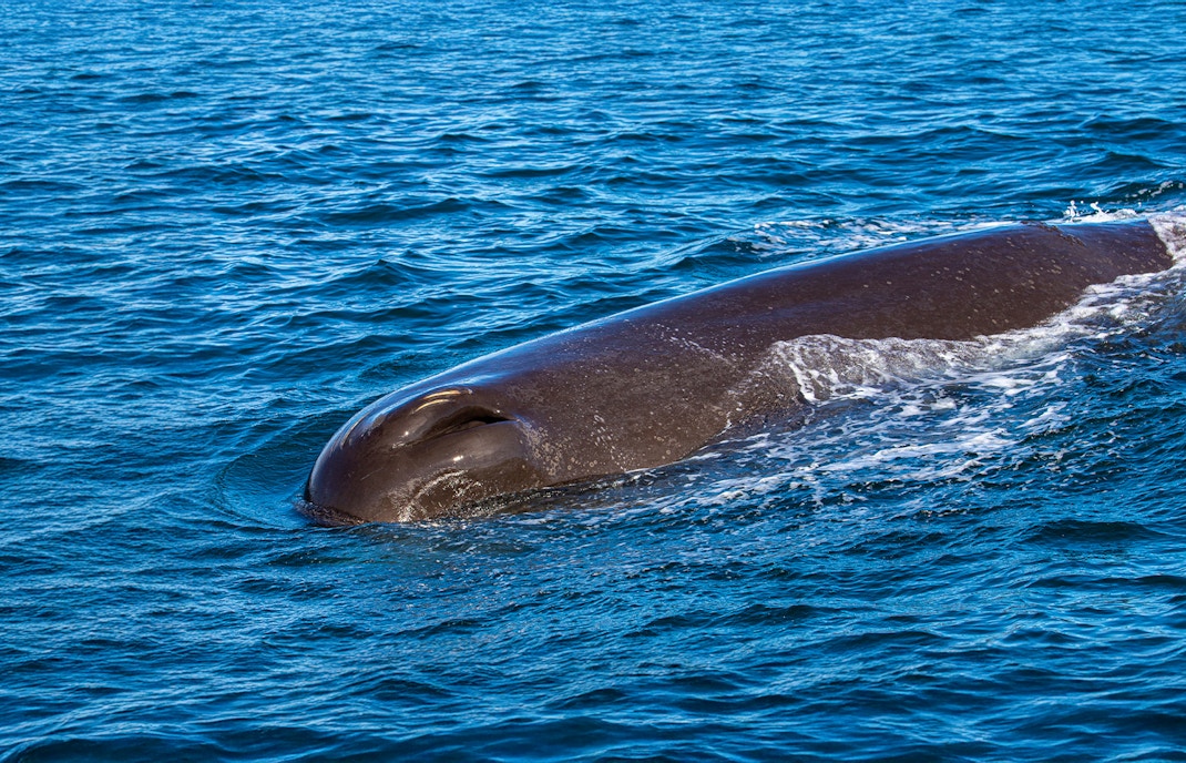 Sperm whale surfacing in Tenerife waters.