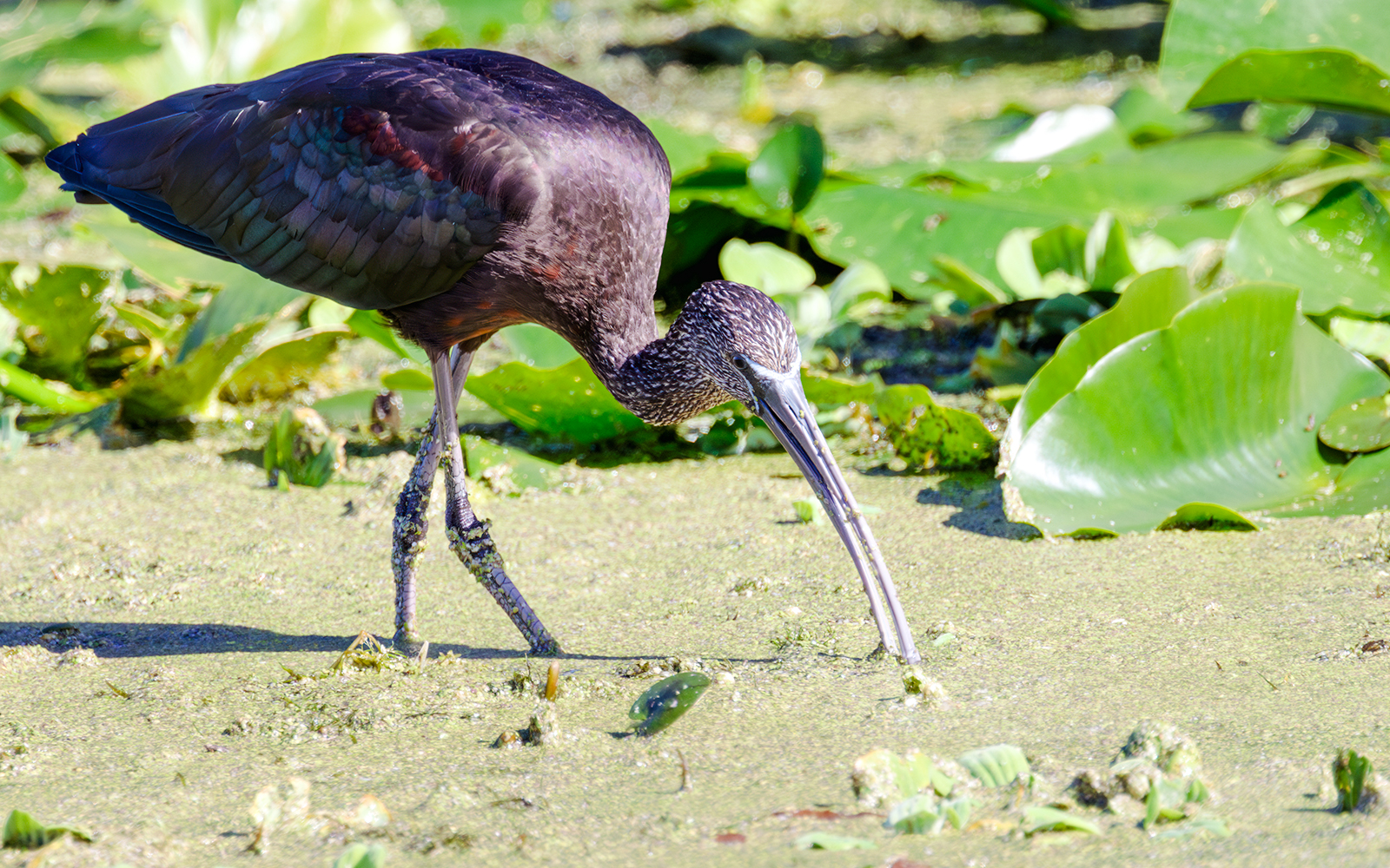 Glossy ibis foraging in the Everglades wetlands.