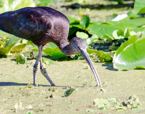 Glossy ibis foraging in the Everglades wetlands.