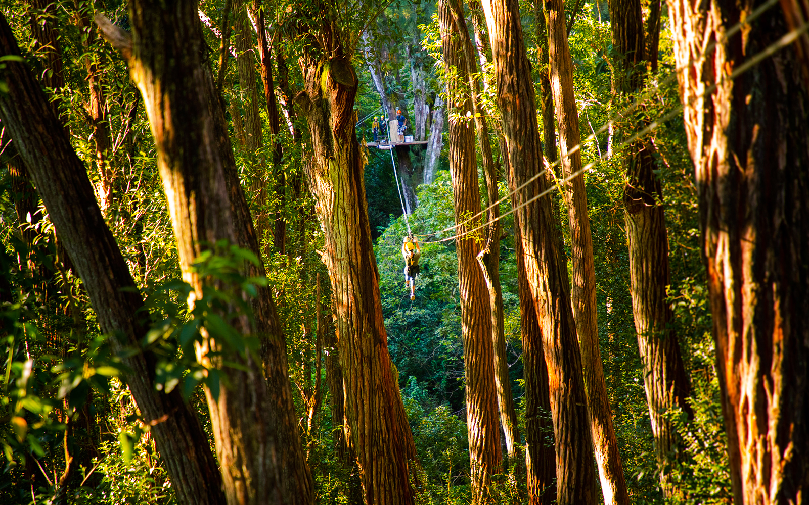 Zip lining through lush forest on Kohala Canopy Adventure, Hawaii.