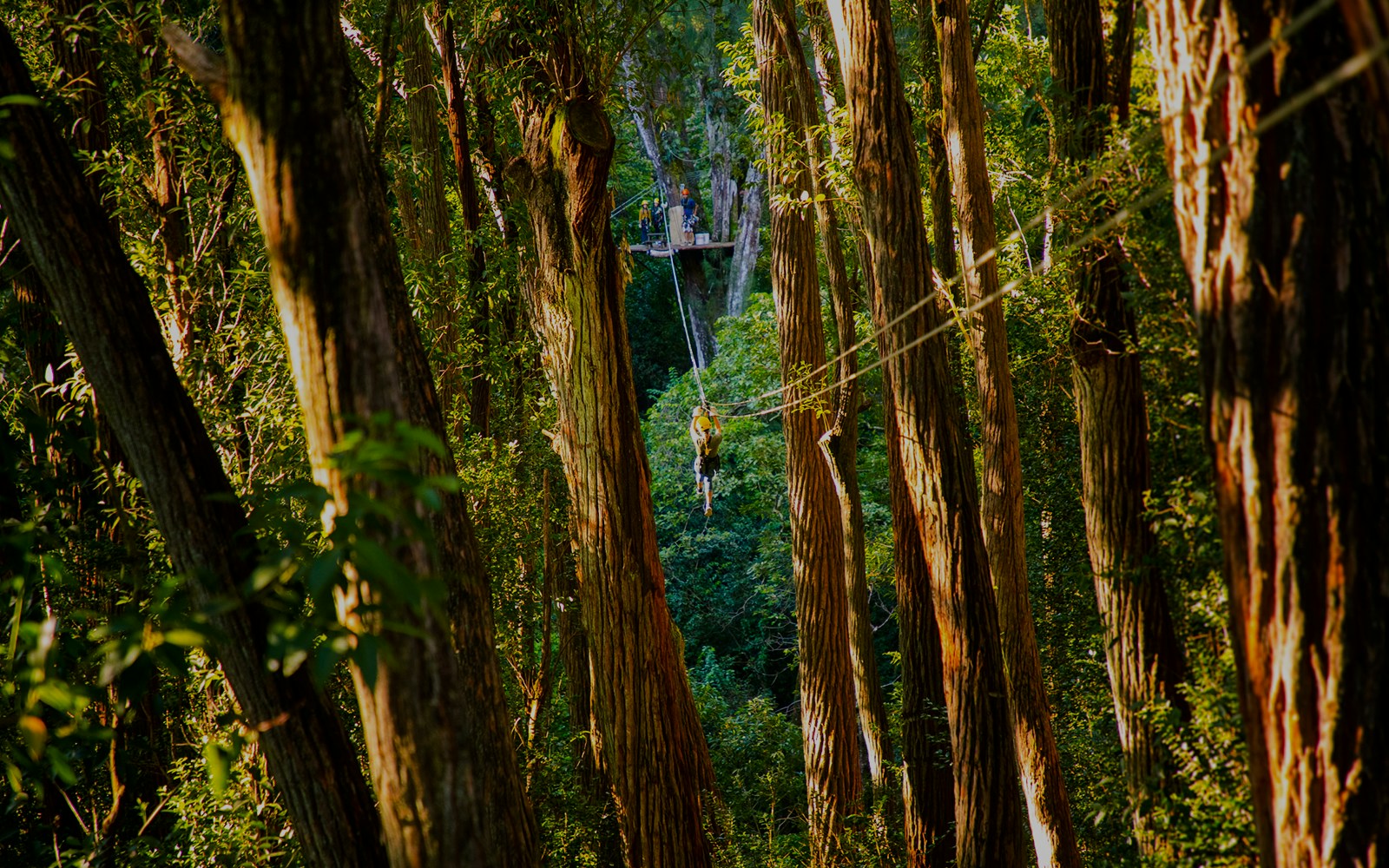 Zip lining through lush forest on Kohala Canopy Adventure, Hawaii.