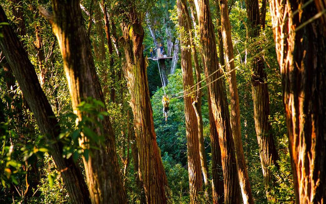 Zip lining through lush forest on Kohala Canopy Adventure, Hawaii.