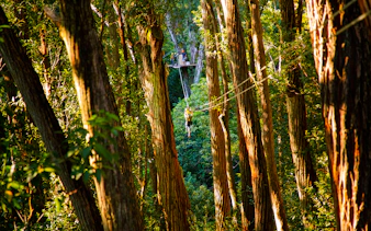 Zip lining through lush forest on Kohala Canopy Adventure, Hawaii.