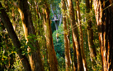 Zip lining through lush forest on Kohala Canopy Adventure, Hawaii.