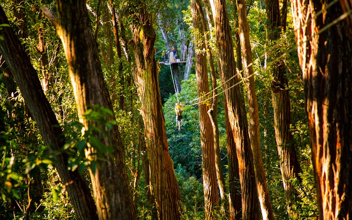 Zip lining through lush forest on Kohala Canopy Adventure, Hawaii.