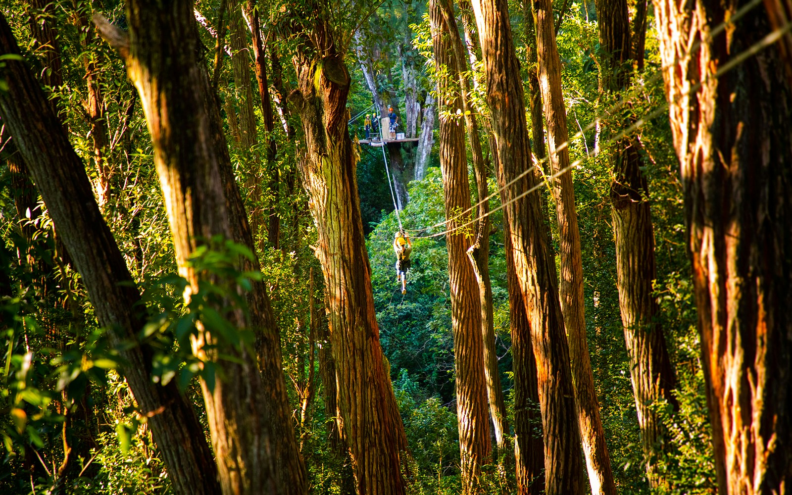 Zip lining through lush forest on Kohala Canopy Adventure, Hawaii.