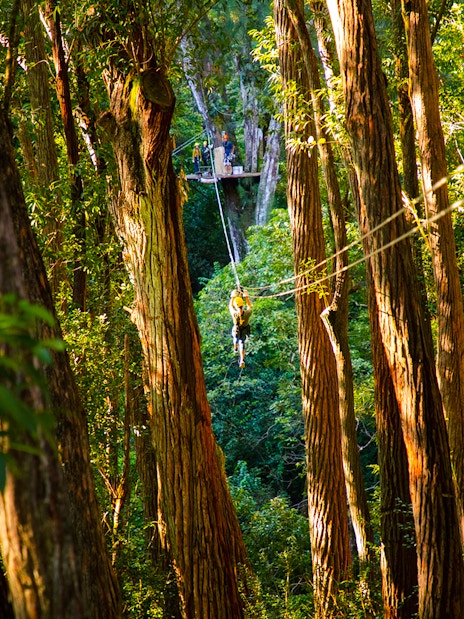 Zip lining through lush forest on Kohala Canopy Adventure, Hawaii.