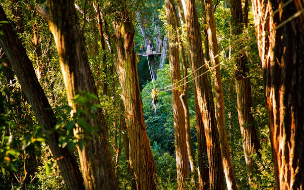 Zip lining through lush forest on Kohala Canopy Adventure, Hawaii.