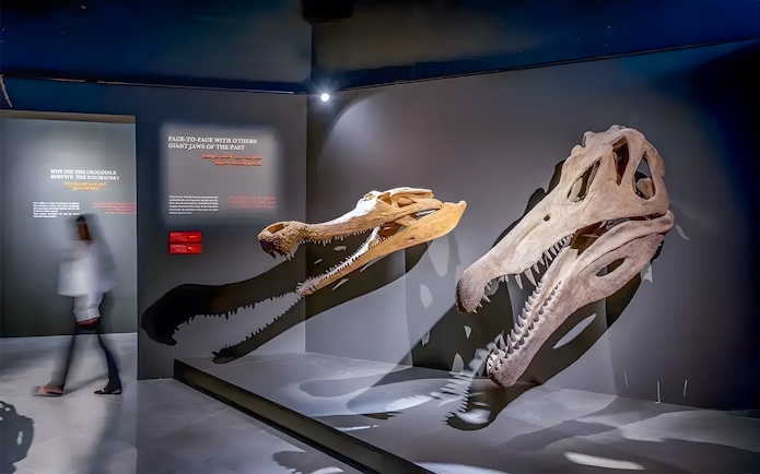 Dinosaur skulls displayed at Natural History Museum, Dubai Crocodile Park exhibit.
