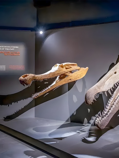 Dinosaur skulls displayed at Natural History Museum, Dubai Crocodile Park exhibit.