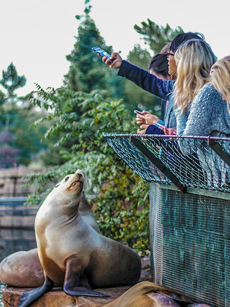 Visitors at Madrid Zoo taking a selfie with a sea lion by the water.