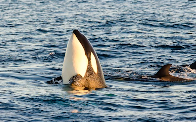 Orca surfacing during Los Angeles whale watching tour.