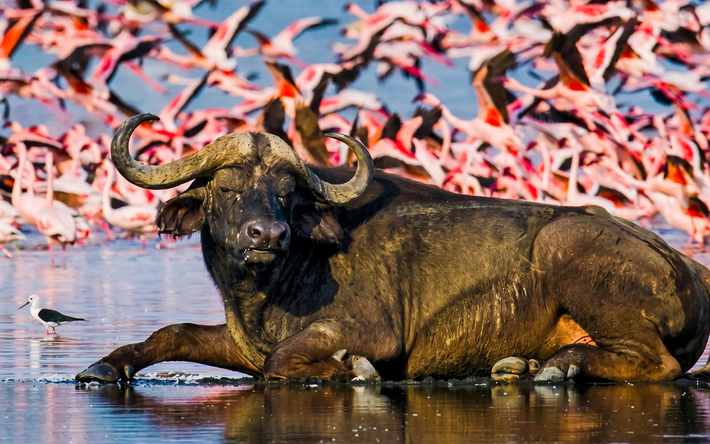 Buffalo resting in water with a flock of flamingos in the background.