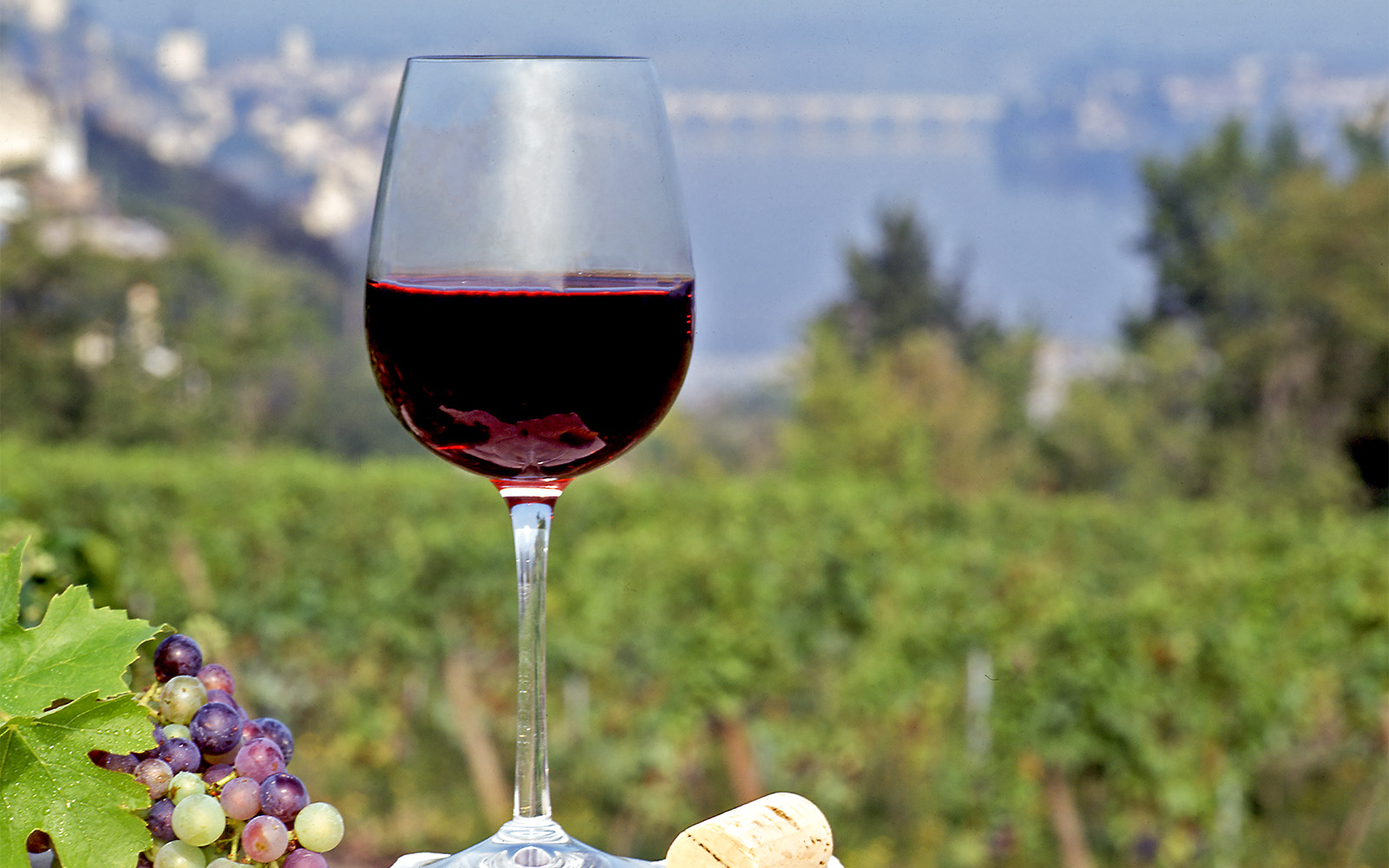 Loire Valley Wineries