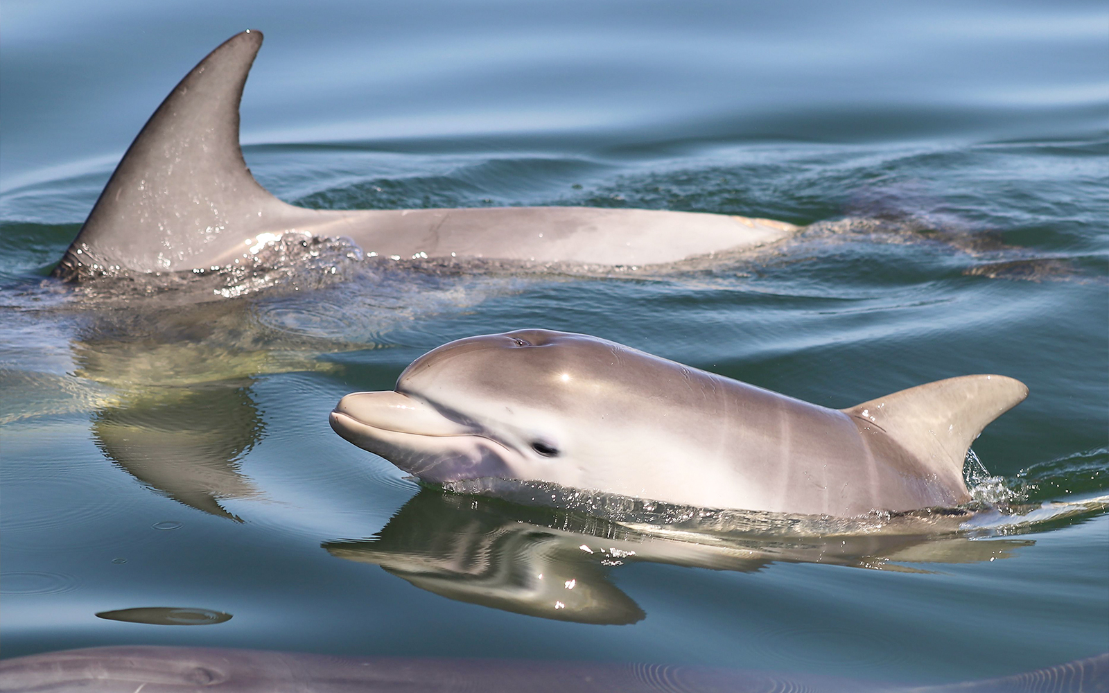 Dolphins swimming during Self-Drive BBQ Boat ride in Mandurah.