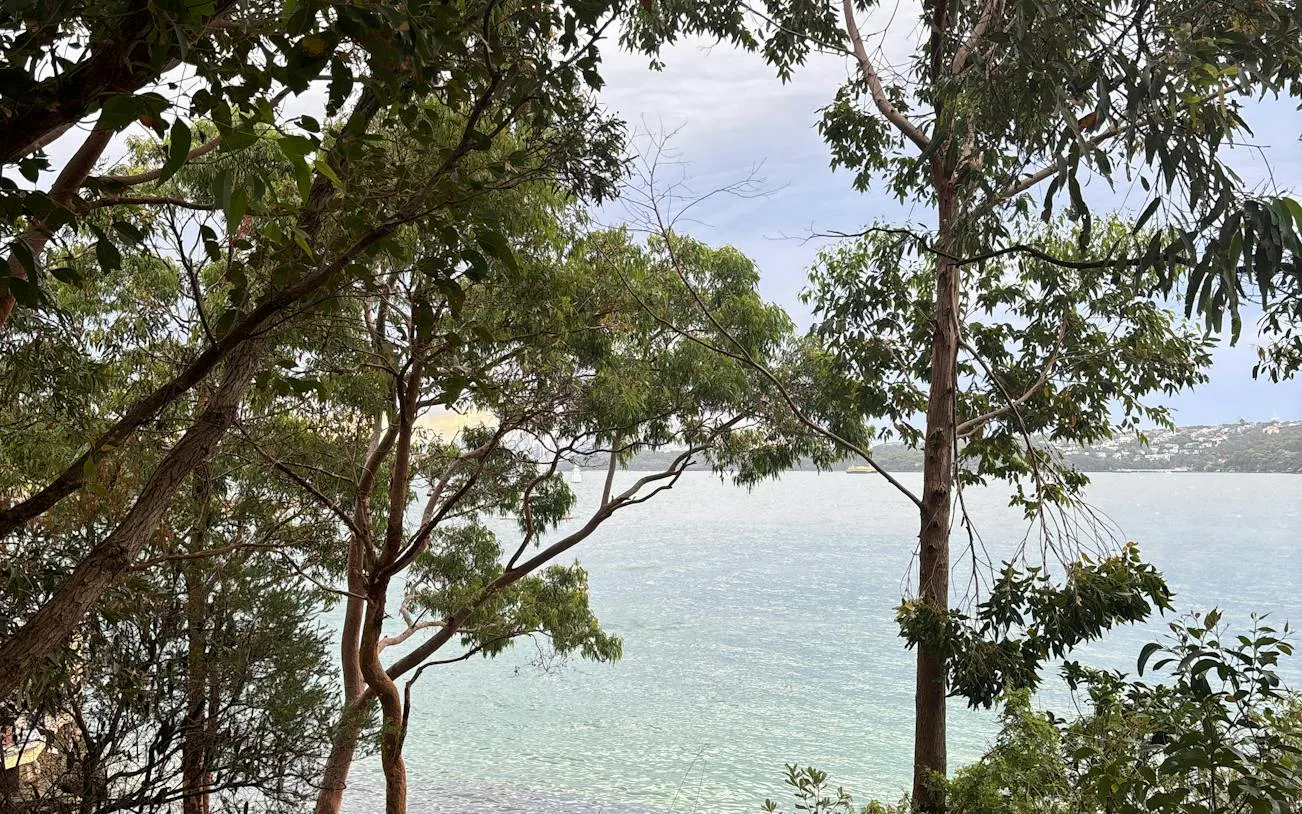 Watsons Bay view through trees overlooking the water, Sydney.