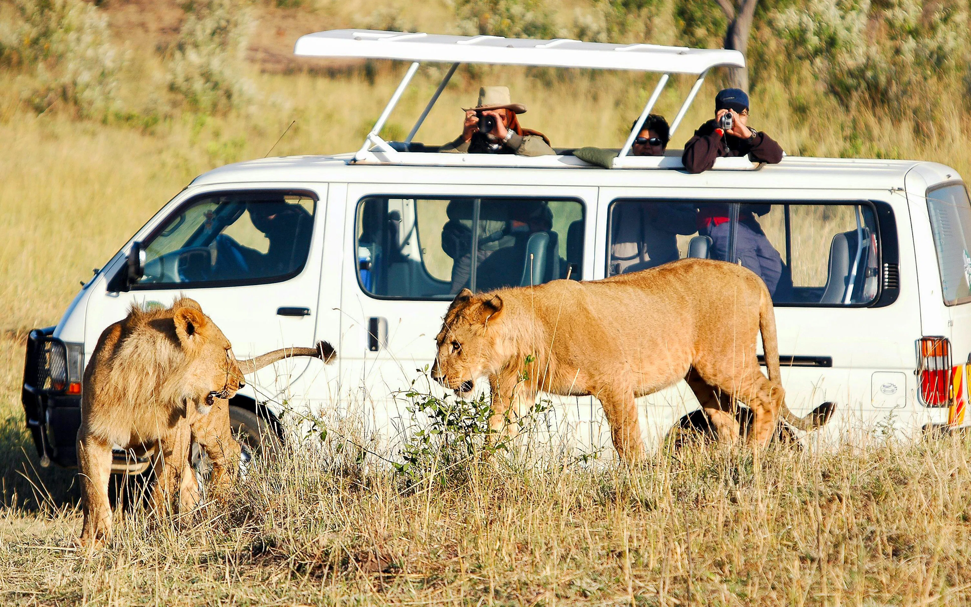Lioness and lion near safari vehicle in Masai Mara, Kenya.